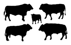 Standing adult bull vector silhouette illustration isolated on white background. Buffalo, bull group collection. Domestic animal. Farm animal. Organic food. Mythology creature.
