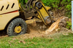 A stump is shredded with removal, grinding the stumps and roots into small chips