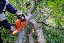 Broken the trunk tree after a hurricane of man is cutting a tree with a chainsaw