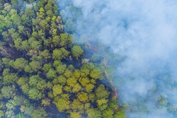Forest in California with panoramic aerial wildfire is burning trees smoke fire dry grass