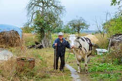 Farmer with cows on a green field