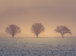 A misty lanscape with a snowfall during the sunrise. Rural lanscape of snowstorm in the morning. Misty, obscured look of the sunrise view through the falling snow.