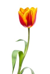 beautiful red and yellow tulip isolated on a white background
