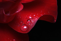 dew drops on rose petal