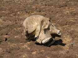 An elephant skull of an elephant that died of natural causes during the dry season in Liwonde National Park, Malawi in Central Africa. The skull has been stripped of all its flesh. 