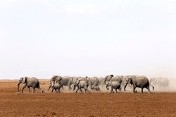 Elephant Herd Crossing Dried-out Amboseli Lake. Amboseli, Kenya
