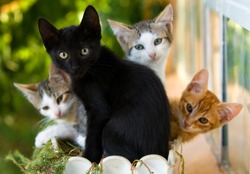 adorable family of colorful kittens in a pot