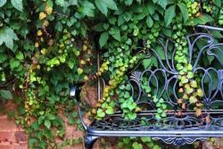 A garden scene with bench and ivy in close up