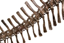 Detail of the dinosaur bones on the white background