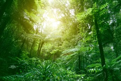 Tree canopy in tropical jungle 