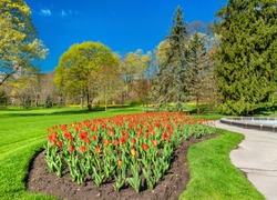 Red tulips in Queen Victoria Park at Niagara Falls - Ontario, Canada
