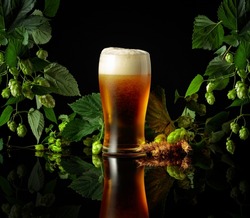 The frozen glass of beer with hops and barley on a black reflective background. Copy space.