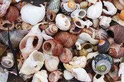 Pile of the shells of molluscs on the beach at low tide