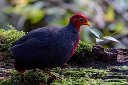 Borneo Bird of Malaysia - Crimson-Headed partridge