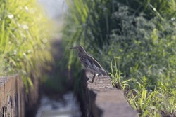 Wildlife bird species of Chinese Pond Heron standing on catchwater drain with natural background.