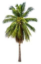 Palm coconut tree plant in white isolated background with rich detail