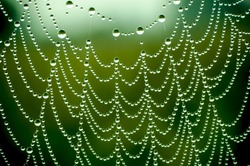 Spider net with water drops