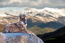 Iberian wolf lying on rocks on a snowy mountain watching while sunbathing on a warm day