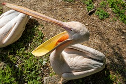 Great white pelican (Pelecanus onocrotalus) portrait. Animal photo.