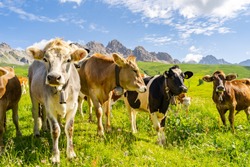Idyllic landscape with herd of cow grazing on green field with fresh grass under blue peaceful sky in Alps