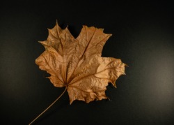 Dry maple leaf on a black background, close-up. Background for design.
