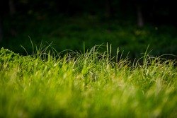 Shoots of a young green grass on a dark blurry background in the park