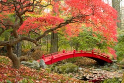 Beautiful Japanese Garden and red bridge
