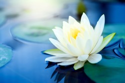 beautiful  White Lotus Flower with green leaf in in pond