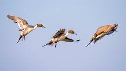 Side view of Northern Pintail Ducks flying against clear sky.