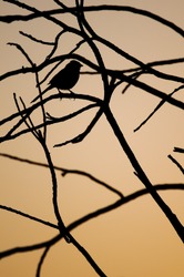 Sunset tree & bird silhouette at Chino Hills State Park, California