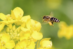 Honey Bee collecting pollen on yellow  flower.