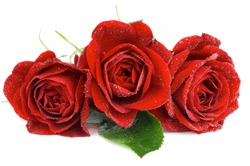 Arrangement of Three Beautiful Red Roses with Leaf and Water Droplets isolated on white background