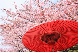 Cherry blossoms and Japanese umbrella