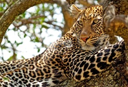 Wild leopard lying in wait atop a tree in Masai Mara, Kenya, Africa