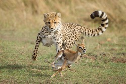 Young Cheetah cub chasing a baby Thompson's Gazelle learning to hunt Masai Mara Kenya