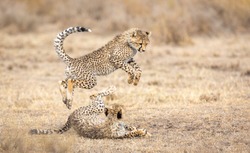 Two young Cheetah cubs playing  in dry grassy area in Ndutu Tanzania