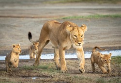 Lioness mother and her three lion cubs crossing a small river in Ngorongoro in Tanzania