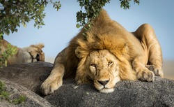 Male lion lying on a big rock under the tree with female lioness sleeping in the background in Tanzania