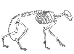 original black and white drawing of cat skeleton