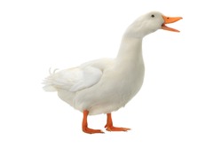Duck on a white background