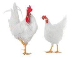 white rooster and hen isolated on white background