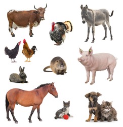 collage livestock isolated on white background