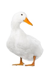  duck white on white a background