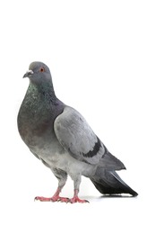 gray dove  on a white background