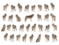 collage of wolves  (canis lupus) isolated on snow on a white background