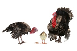 family turkey  isolated on a white background.