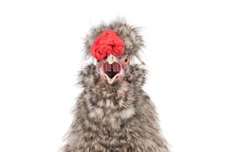 portrait singing Chinese cockerel isolated on a white background.
