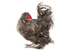  Chinese cockerel isolated on a white background.