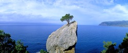 Panoramic view of a lonely tree growing on a rock. New World (Noviy Svet). Crimea