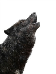 Portrait Howling wolf winter isolated on a white background.